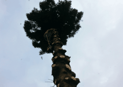 amac property maintenance ratedpeople gallery 094